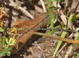 Blue-fronted Dancer